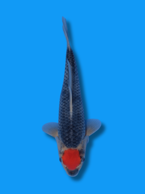 Tancho Goshiki | Koi&Co.